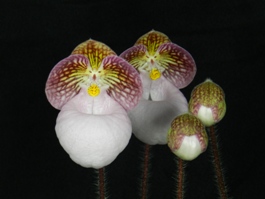 Paphiopedilum micranthum Huntington's Perfection FCC/AOS 91 pts.